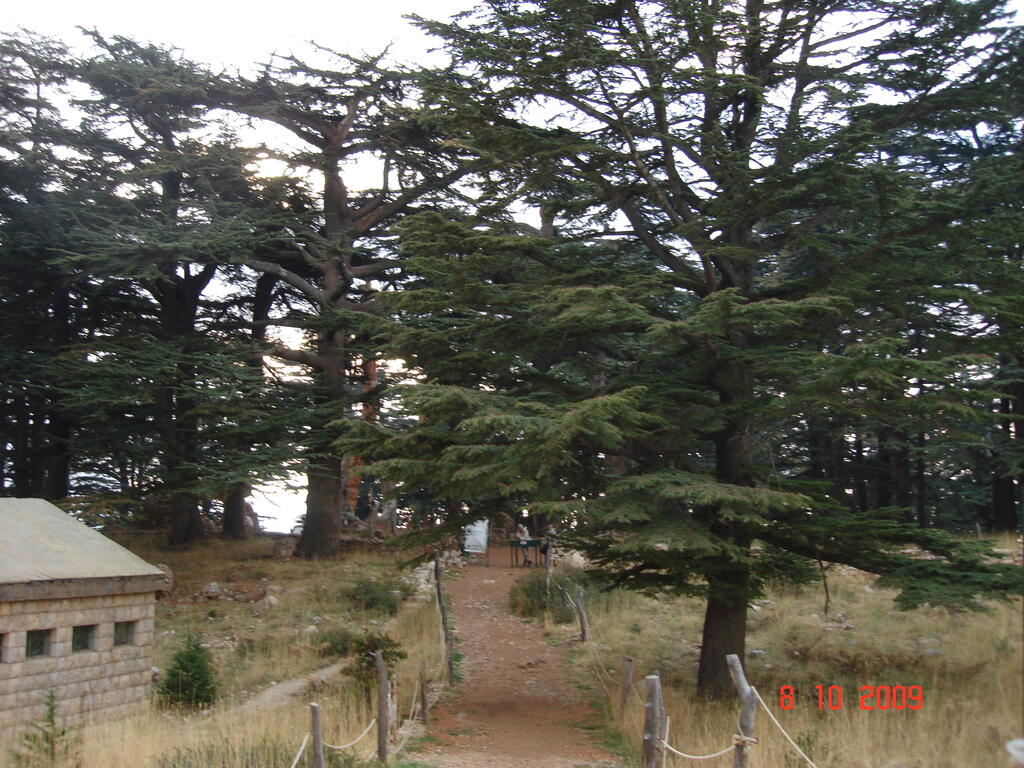 La forêt des Cèdres de Dieu